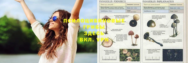 стаф Балахна